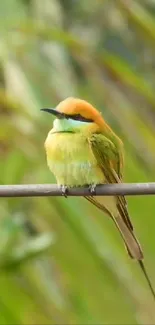 Colorful bird perched on a branch, vibrant green background, mobile wallpaper.