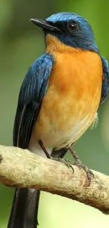 Colorful bird perched on a branch on a vibrant background.