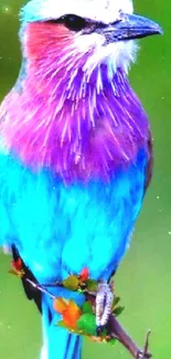 Vibrant blue and pink bird perched on a branch wallpaper.