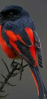 Black and red bird perched on a branch.