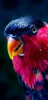 Close-up of a vibrant red and blue bird on a dark blue background.