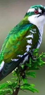 Green bird perched on branch with black background wallpaper.