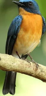 Colorful bird with blue and orange feathers perched on a tree branch.