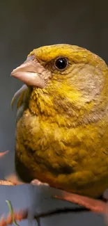 Vibrant yellow-green bird on branch mobile wallpaper.