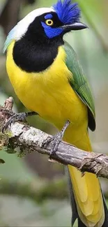 Vibrant bird with blue, yellow, green hues on a branch.