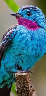 Vibrant blue bird perched on branch with colorful plumage.