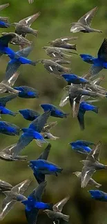 Flock of vibrant blue and brown birds flying in green setting wallpaper.