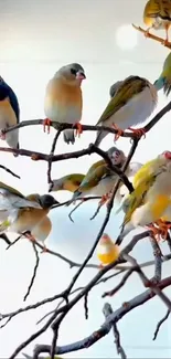 Colorful birds sitting on bare branches.