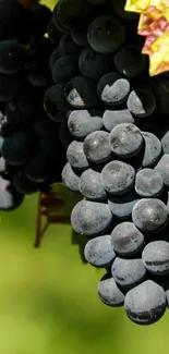 Close-up of black grape clusters with green leaves.