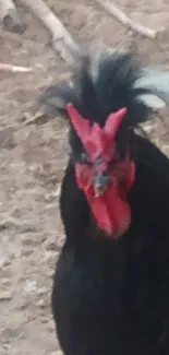 Black rooster with red comb standing outdoors.