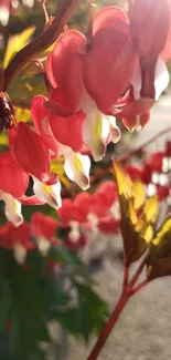 Close-up of vibrant red Bleeding Heart flowers in sunshine.