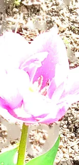 Bright pink flower under sunlight with green leaves.