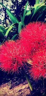 Vibrant red flowers with lush green leaves in a natural setting.