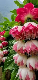 Vibrant pink and white flowers with lush green leaves wallpaper.