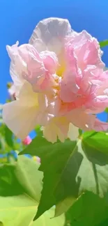 Close-up of a pink blossom against blue sky.