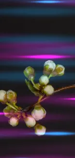 Delicate white blossoms on neon purple and blue background.