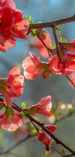 Vibrant red blossoms on branches against a blue sky.