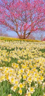 Pink blossom tree with daffodil field, clear blue sky.