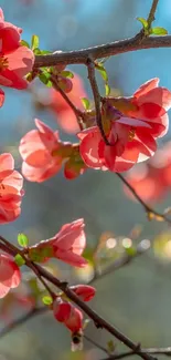 Coral red blossoms with a soft blue sky background.