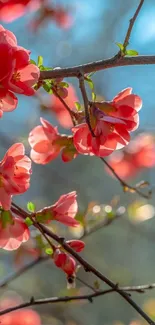 Red blossoms on branches with a blurred background.