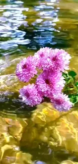 Pink flowers floating on shimmering water surface in nature wallpaper.