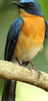 Blue and orange bird perched on a branch with lush green background.