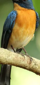 Blue and orange bird perched on a branch in vibrant nature setting.