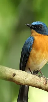 A vibrant blue and orange bird perched on a branch, set against a green background.