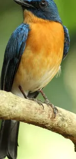 Vibrant blue and orange bird perched on a branch.