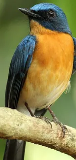 Vibrant blue and orange bird on branch, perfect for mobile wallpaper.