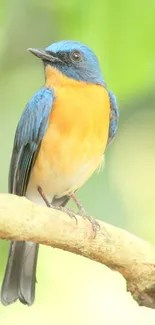 Blue and orange bird perched on a branch with green background.