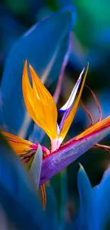 Blue and orange bird of paradise flower wallpaper.