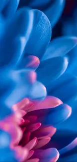 Close-up of vibrant blue and pink flower petals, creating a stunning visual display.