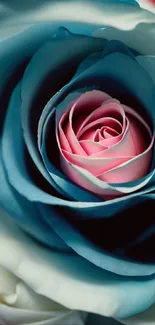 Mobile wallpaper with a blue and pink rose.