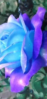 Vibrant blue and purple rose mobile wallpaper.