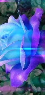 Blue and purple rose with green leaves mobile wallpaper.