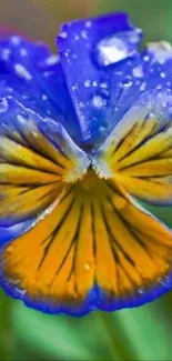 Vibrant blue and yellow flower with dew drops close-up.