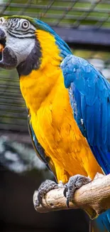 Vibrant blue and yellow macaw perched on a branch, showcasing its colorful feathers.