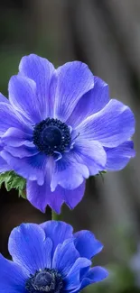 Beautiful blue anemone flower on a mobile wallpaper perfect for nature enthusiasts.