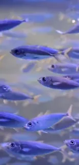 A stunning display of vibrant blue fish swimming peacefully in an aquarium.