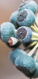 A close-up of vibrant blue berries with detailed texture.