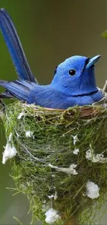 Blue bird resting in a nest on a branch.