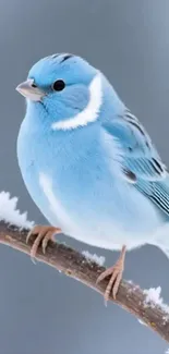 Blue bird perched on a snow-covered branch.