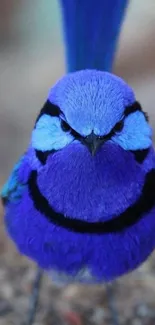 A vibrant blue bird with striking feathers against a blurred background.