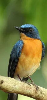 A vibrant blue bird perched on a branch with green background.