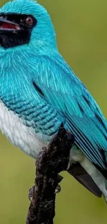 Close-up of a vibrant blue bird on a branch, perfect for mobile wallpaper.