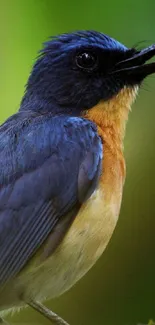 Vibrant blue bird perched elegantly for mobile wallpaper.