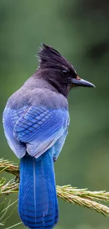 Bright blue bird perched on branch with green blurred background.