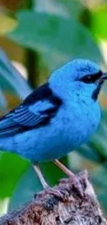 Blue bird perched in lush green forest.