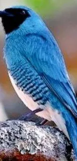 Vibrant blue bird with intricate feathers perched on a branch.